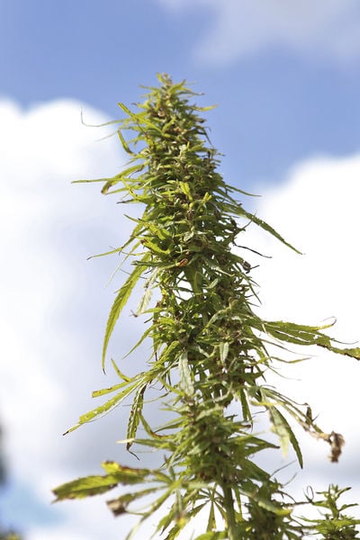 Year closes on first public industrial hemp grown in decades